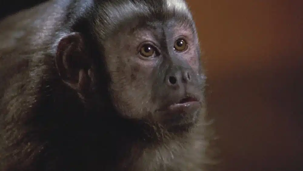 Ella from Monkey Shines
