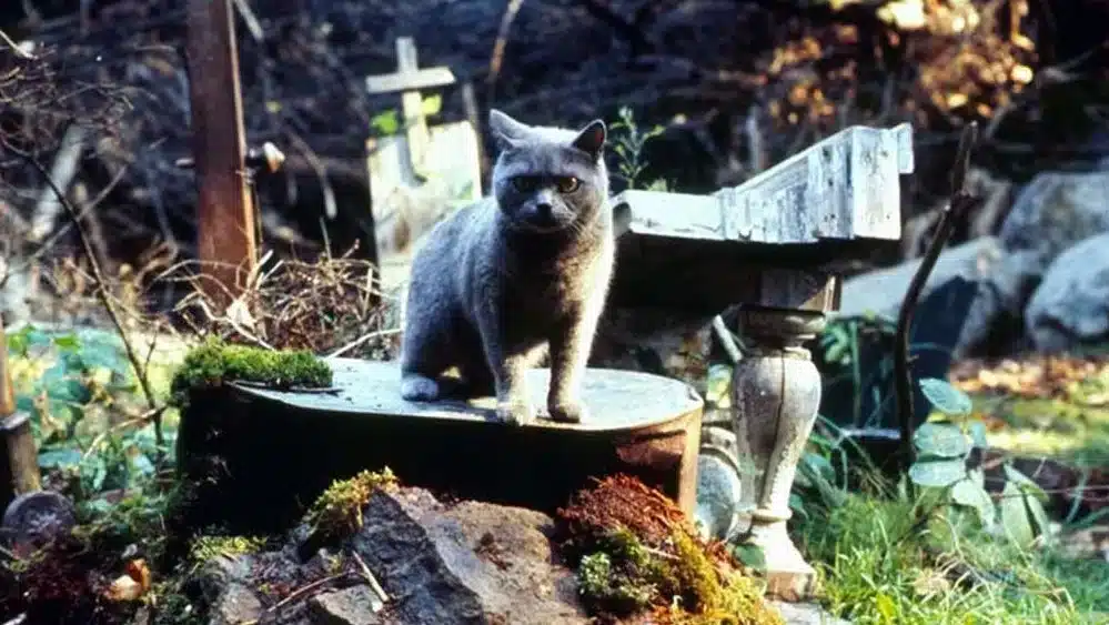 church the cat from pet sematary